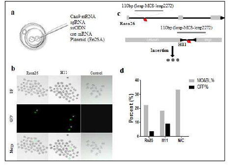 Safe harbor locus에 대한 RMCE mediated knock in. A. 실험 전략 B. 수정란 이용 RMCE (eGFP expression) C. Gene targeting map, D. KI 효율 검증 (eGFP expression)