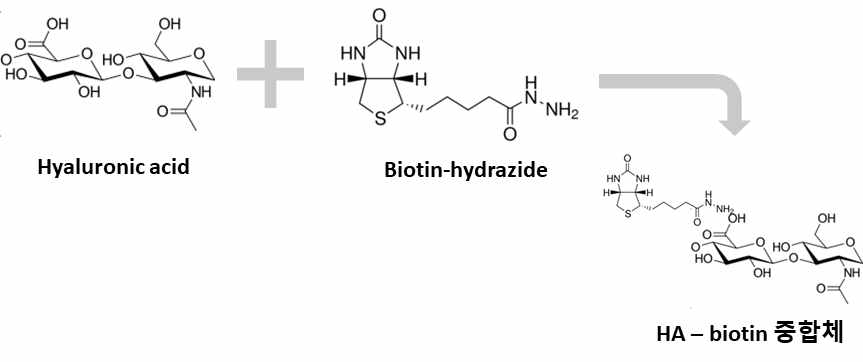 Hyaluronic acid - biotin conjugation