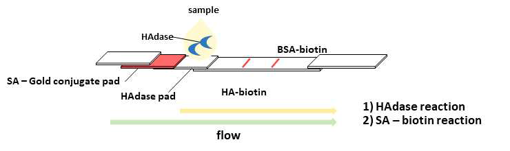 Hyaluronidase (HAdase) 활성도 측정을 위한 분석 모식도