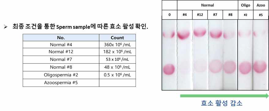 임상샘플을 이용하여 전반적인 sperm sample 따른 hyaluronidase 활성도 평가