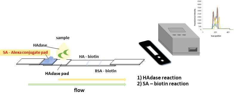 Hyaluronidase 활성도 측정을 위한 형광 분석 모식도