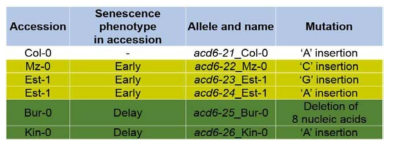 다양한 노화 표현형을 가진 야생형별 acd6 유전자 편집 돌연변이체들