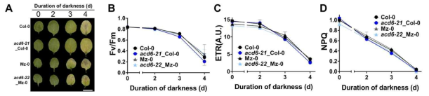 Col 야생형내의 acd6-21과 Mz-0 야생형 내의 acd6-22 돌연변이체의 암처리 노화에 대한 반응. A) 잎 색 변화, B-D) 생리적 반응 (Fv/Fm, ETR, NPQ)