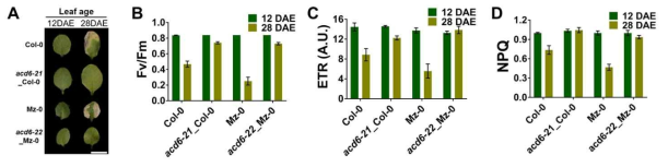 Col 야생형내의 acd6-21과 Mz-0 야생형 내의 acd6-22 돌연변이체의 연령 노화에 대한 반응. A) 잎 색 변화, B-D) 생리적 반응 (Fv/Fm, ETR, NPQ), 12 DAE-성숙시, 28 DAE- 노화시기