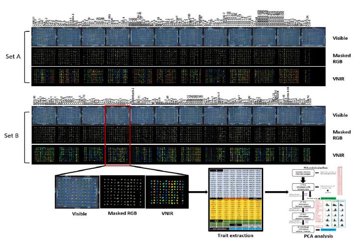 259여개 야생형에서 phenome system을 이용한 잎 연령 노화 이미징 및 수치화 과정. 발아 후 32일째의 3, 4번 잎을 phenome 장비를 통해 이미지화 (visible, Masked RGB, VNIR) 하고 관련 형질 추출 (trait extraction) 및 각각 형질에 대한 분포(phenotype analysis)를 분석 수행