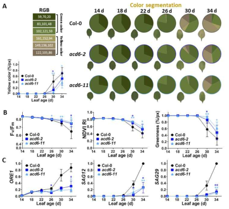 ACD6 돌연변이체 (acd6-2와 acd6-11)에서 연령 노화에 대한 반응을 생리적 반응 및 분자 마커에서의 반응성. A) 잎 색 변화, B) 생리적 반응 (Fv/Fm, NDVI, Greenness), C) 분자 마커 시계열 발현 (ORE1, SAG12, SAG29)
