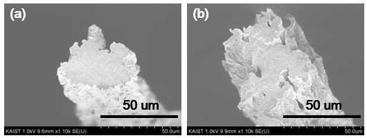 각각의 평균 크기가 (a) 10 um, (b) 100 um 인 그래핀산화물로 방사한 액정섬유의 전자현미경 이미지