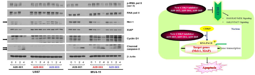 U937 (좌), MV4-11 (우) 세포주에서 신규 CDK9 억제제에 의한 신호전달 작용 분석