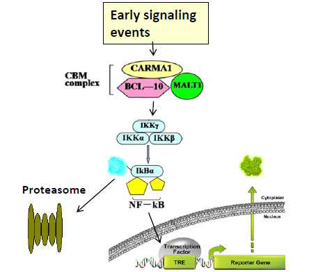 MALT1 효소의 세포 조절 기전