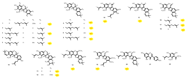 Structures of compounds isolated from L. bicolorroots