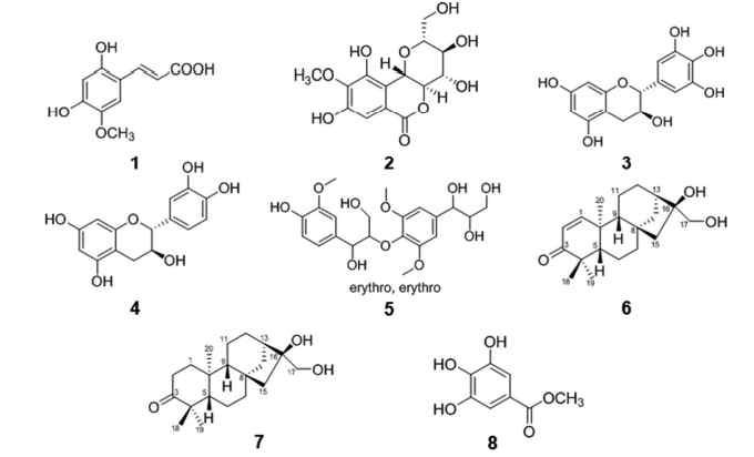 Structures of compounds isolated from M. japonicus