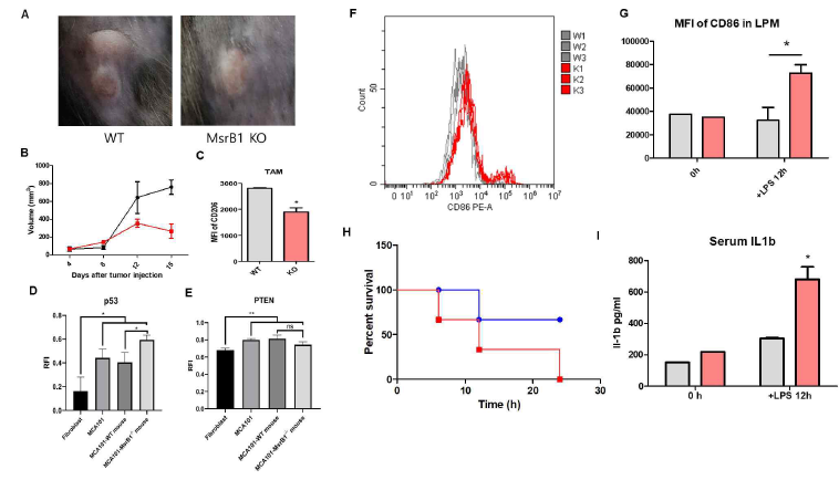 (A-E) WT과 MsrB1 KO에서 MCA101(섬유육종암세포)를 이식했을 때 성장률의 변화와 암세포 내 p53, PTEN의 methionine 산화정도. (F-I)MsrB1 결핍에 의한 pro-inflammatory 대식세포의 증가와 패혈증 악화 확인