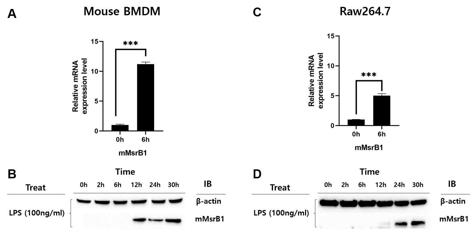 Macrophage(BMDM, Raw264.7)에서 LPS에 의한 MsrB1의 발현량 변화를 qRT-PCR과 western blot을 통해 시간대별로 확인 (A,B) BMDM에서 MsrB1의 mRNA와 단백질의 발현증가. (C,D) Raw264.7 세포에서 MsrB1의 mRNA와 단백질의 발현증가