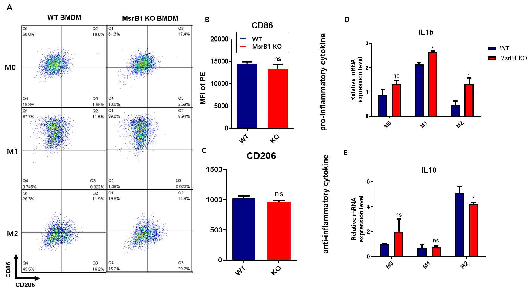 MsrB1 KO BMDM 세포에서 M1, M2 polarization 유도후, (A-C) M1(CD86), M2(CD206) surface marker를 이용한 cell population 비교결과와, (D)pro-inflammatory cytokine 과 (E) anti-inflammatory cytokine의 발현 양상의 변화 확인 결과