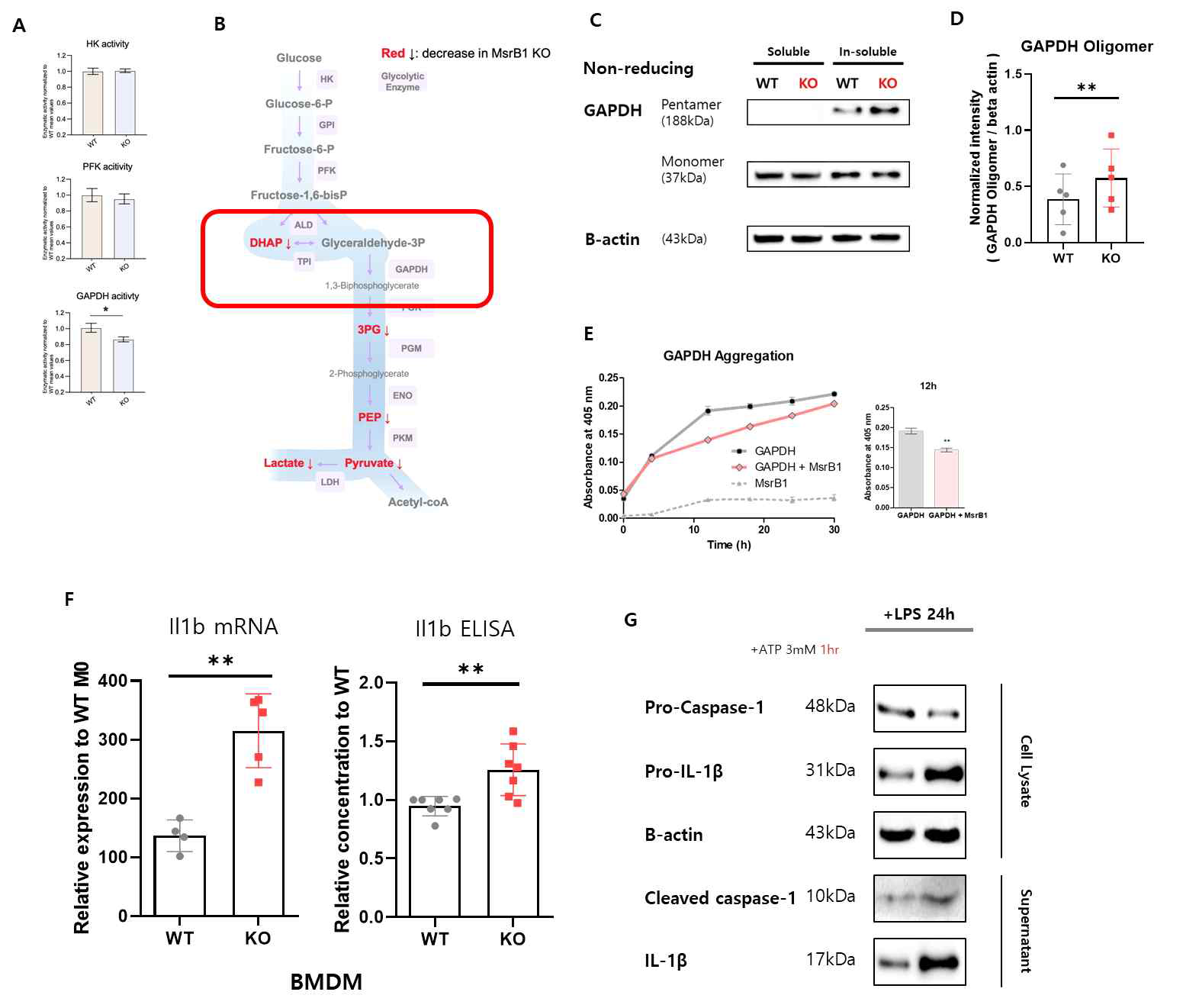 MsrB1 KO BMDM에서 대사체분석 진행 결과. (A-E) 해당과정이 저하되는 현상이 나타나며 그 원인이 MsrB1의 결핍으로 인한 GAPDH aggregation 증가임을 확인한 결과. (F,G) 해당과정의 저하가 NLRP3 inflammasome signalling에 속하는 caspase-1 의 증가를 유도하고 을 통해 IL-1β를 증가시키는 결과
