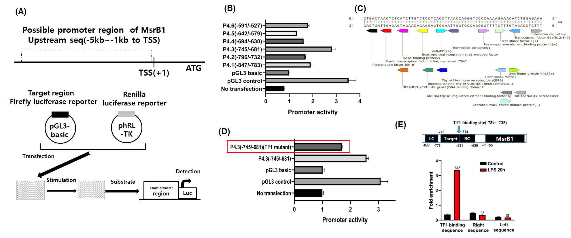 MsrB1 upstream promoter region에 대하여 luciferase reporter assay를 통하여 LPS에 의해 작동하는 전사인자 후보군을 탐색한 결과. (A) Promoter assay의 모식도. (B) Promoter assay 결과. (C) Binding protein 분석 결과. (D) Transcription factor를 대상으로 한 mutant promoter assay 결과. (E) ChIp-qPCR을 통해 TF1에 결합된 MsrB1의 promoter region을 확인한 결과