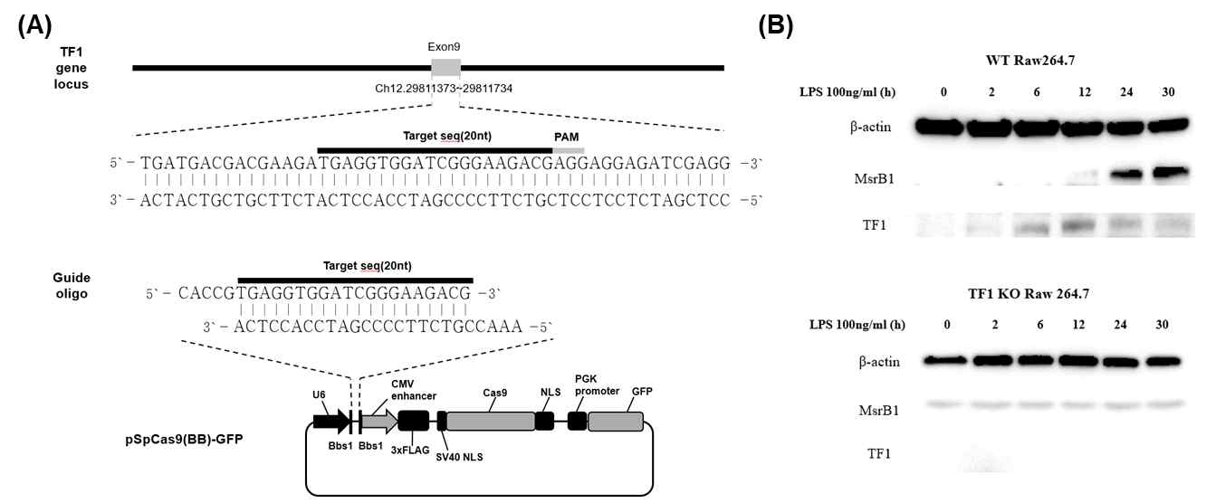 (A) CRISPR/Cas9 system을 이용한 TF1의 Knock-out을 위한 single guid RNA 선별과 cloning과정 모식도. (B) WT과 TF1 KO Raw264.7 세포를 대상으로 LPS에 의한 MsrB1 및 TF1 발현량 변화를 확인한 결과