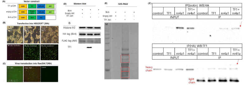 MsrB1의 LPS-inducible transcription factor에 대한 TF1의 compelx partner 단백질을 찾기 위한 Proteomic analysis 결과