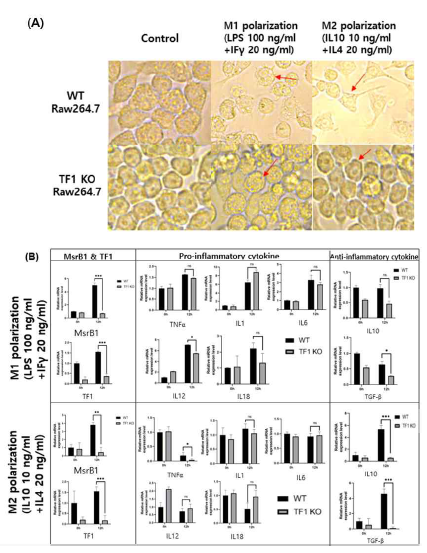 (A) TF1 KO Raw264.7 세포에서 M1, M2 phase 분화 유도후 morphology의 변화양상 확인결과. (B)TF1이 결손된 Raw264.7 세포에서 각각 M1, M2 phase를 유도하였을 때 주요 pro- and anti-inflammatory cytokine의 발현 양상의 확인