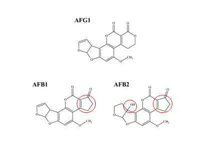 아플라톡신 G1, B1, B2의 구조 그림