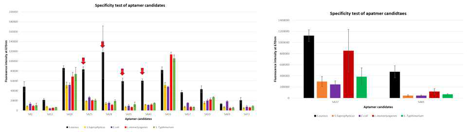 형광 신호 기반 결합 분석 통한 S.aureus 앱타머 1차 스크리닝 (오른쪽: SA37, SA81 앱타머 결과)