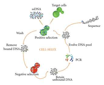 bacteria-SELEX (Cell-SELEX) 모식도