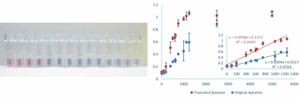 금 나노입자 기반 색도분석법 통한 EDI truncated C19-1 앱타머 반응 민감도 확인
