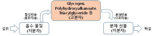 박테리아의 영양물질 저장 및 대사