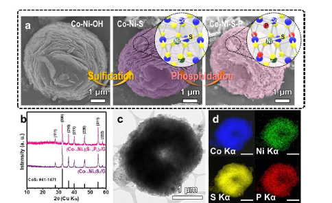 황, 인 열처리를 통한 삼차원 구조 (CoNi)S2/G, (CoNi)(SP)2/G의 (a) SEM 이미지 및 (b) XRD 그래프. (CoNi)(SP)2/G의 (c) TEM 이미지 및 (d) 이의 EDS elemental mapping 이미지