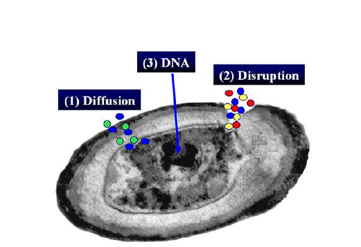 소독제에 의한 미생물 불활성화 모식도 (Cho et al., 박사학위논문, 2005)