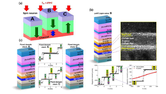 (a) Domain wall 기반 시냅스와 뉴런 소자의 도식도 (b) p-MTJ spin-valve B의 상세 구조, TEM image 및 자기특성 (c) fixed domain stack A, C 의 상세 구조 및 자기 특성