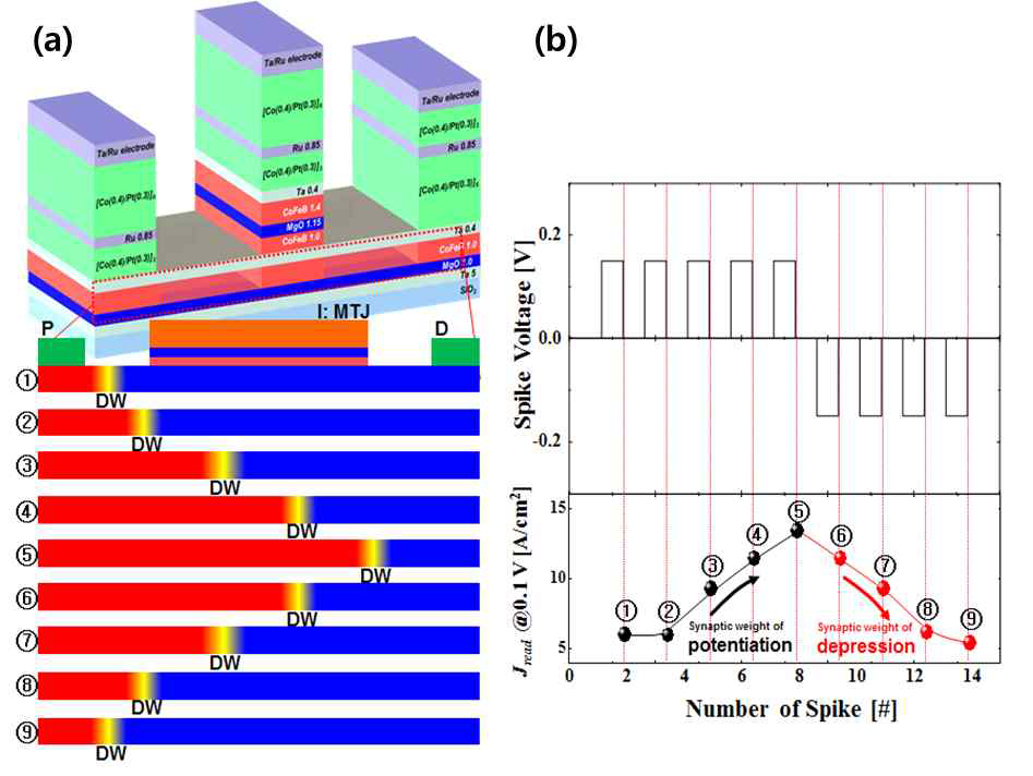 (a) DWM 기반 시냅스의 구조 및 (b) 입력펄스에 따른 출력 전류