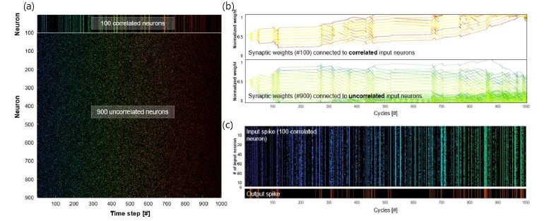 (a) 소프트웨어로 생성된 1000개의 pre-spike signal, (b) 학습 진행에 따른 소프트웨어 시냅스의 synaptic weight 및 (c) post-spike signal (편의상 pre-spike는 correlated 된 100개만 도시, output spike는 실제 뉴런에서 측정한 값을 도시)