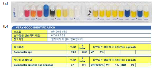 API kit를 이용한 유해균주(Salmonella enterica) 동정 예시 (a) 균액 분주 후 발색 된 API kit, (b) website를 통한 균주 동정 결과