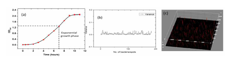 (a) 최적화된 S. aureus 성장 곡선. (b) 단분산 세포들의 인식 기준 최적화. (c) 단분산 세포들의 형광 이미지