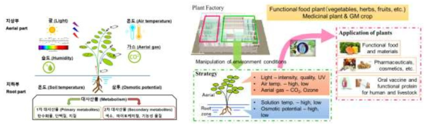 식물 재배환경 조건에 따른 1, 2차 대사산물의 분배(좌) 그리고 그 적용(우)