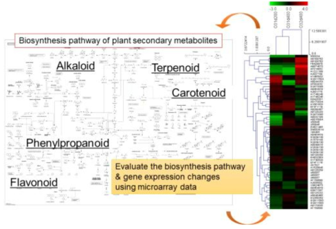 전사체 분석을 통한 식물 2차 대사산물 경로 평가