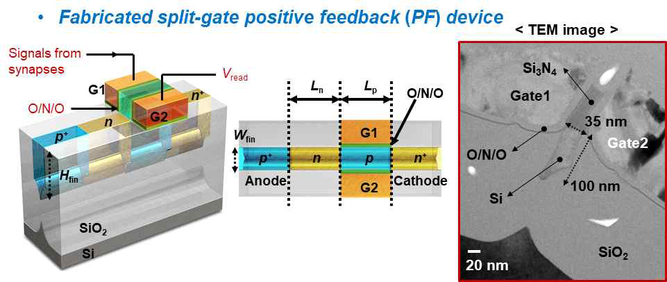 PF 기반 뉴런 소자 구조 및 TEM 이미지