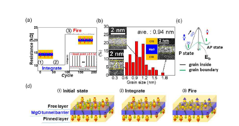 Spin 뉴런 소자 integrate-and-fire mechanism (a) spin 뉴런 소자의 integrate-and-fire 특성 (b) MgO 터널링 배리어 grain 사이즈 분포 (c) grain boundary와 grain inside의 energy diagram (d) integrate-and-fire mechanism
