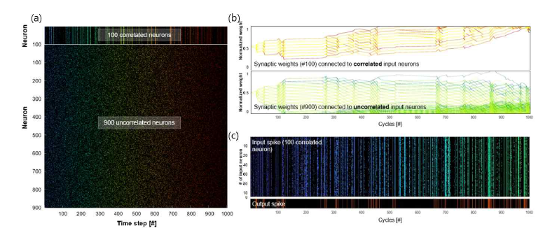 (a) 소프트웨어로 생성된 1000개의 pre-spike signal, (b) 학습 진행에 따른 소프트웨어 시냅스의 synaptic weight 및 (c) post-spike signal (편의상 pre-spike는 correlated 된 100개만 도시, output spike는 실제 뉴런에서 측정한 값을 도시