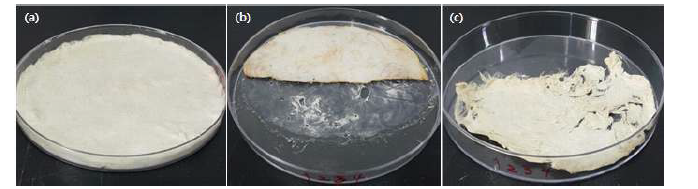 제조된 케이폭-제올라이트 막의 (a) 2A 시료, (b) 2B 시료, (c) 2C 시료 사진