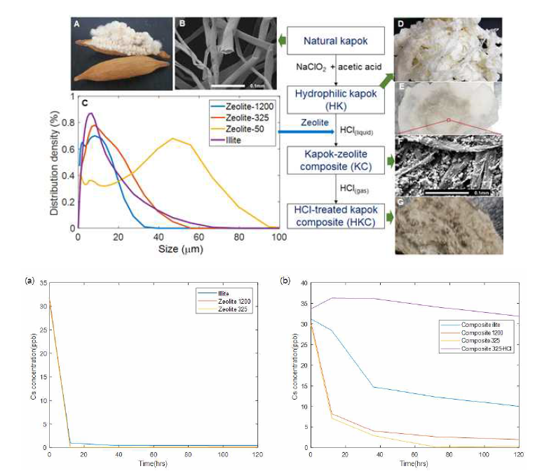 천연케이폭섬유에 대해서 여러 크기의 제올라이트/일라이트 입자를 혼합한 복합 막 제작 방법 개요 (윗그림들); 세슘 수용액의 Cs 농도 변화 그래프. (a) 흡착제만 넣은 경우 와 (b) 복합막을 이용한 경우