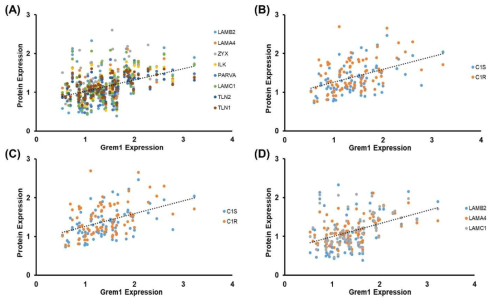 Linear Regression analysis comparing the pathways enriched in protein correlated with Grem1 expression in early onset gastric cancer patients (n = 79) (Pearson Correlation Coefficient, PCC > 0.4). (A) Focal adhesion (P=0.251×10-6), r2= 0.1732, (B) Staphylococcus aureus infection (P=0.012), Complement and coagulation cascades (P=0.019), Pertussis (P=0.021), r2=0.2114, (C) Pathways in cancer (P=0.027), r2=0.1637, (D) Small cell lung cancer (P=0.027), ECM-receptor interaction (P=0.028), Amoebiasis (P=0.040), Toxoplasmosis (P=0.043), r2=0.2081