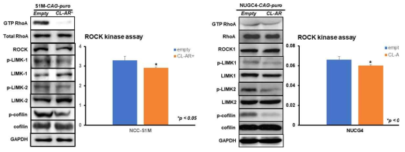 RhoA signal expression with immuno-blotting and ROCK kinase assay