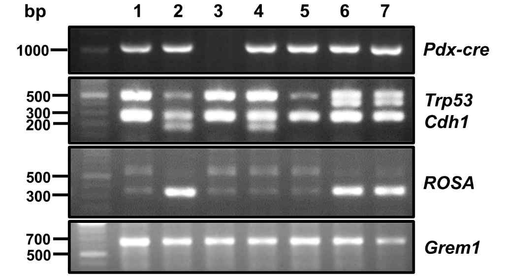 Genotypingof Pdx-cre;cdh1F/F;Trp53F/F;Grem1TG/TG transgenic mouse. Pdx-cre(1kb), Cdh1(275bp), Trp53(505bp), ROSA(329bp), Grem1(670bp)