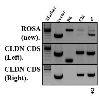 Generation of CLDN18-ARHGAP26 chimeric mouse