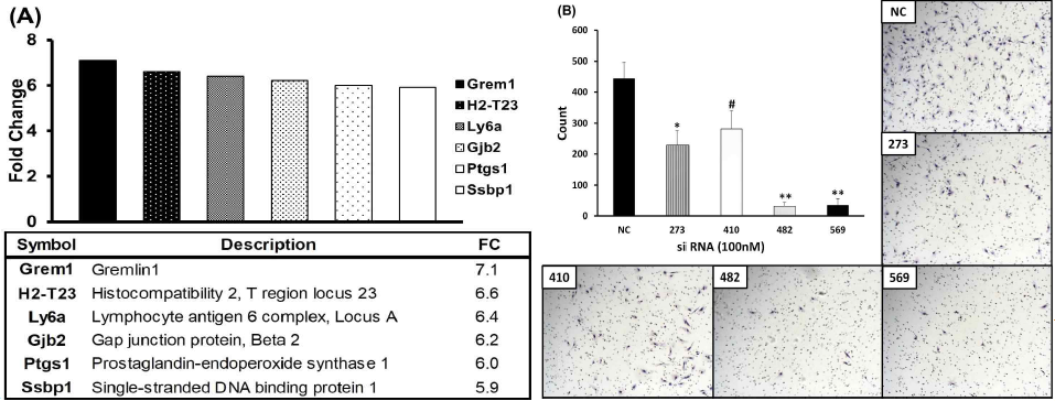 ( A ) Top 5 proteins overe xpressed in cancer stem cell NCC-S1M, compared with parental NCC-S1 cells (FC, fold change). (B) Migration assay of highly-metastatic NCC-S1M cells after treatment with 100nM siGrem1. (#P<0.05; *P<0.01; **P<0.001)