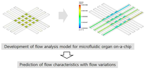 3차원 미세유체칩 디자인 및 유체해석 및 예측