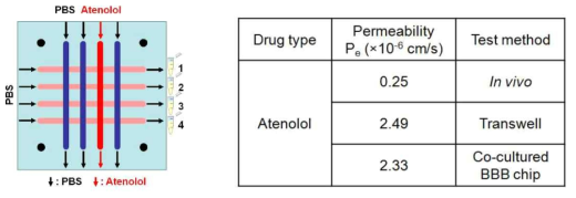 BBB 칩에서 atenolol의 약물 투과성 테스트