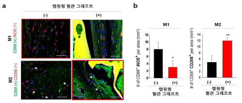 랩핑형 혈관 그래프트 장착으로 인한 면역 반응 유도를 확인한 (a) 면역 염색 결과 이미지와 (b) M1, M2에 해당하는 세포를 정량적으로 분석한 그래프